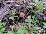 Psilocybe pelliculosa image