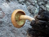 Gymnopilus igniculus image