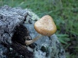 Gymnopilus igniculus image