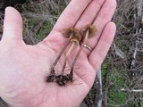 Psilocybe pelliculosa image