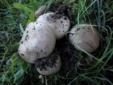 Agaricus bitorquis image