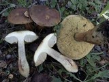 Leccinellum lepidum image