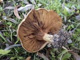 Paxillus involutus image