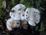 Hygrophorus eburneus image