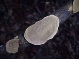 Hexagonia variegata image