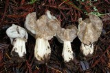 Helvella maculata image