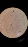 Leucoagaricus rubrotinctus image