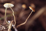 Marasmius armeniacus image
