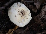 Russula anomala image
