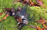 Phycomyces blakesleeanus image