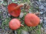 Cortinarius harrisonii image