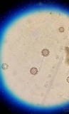Lycoperdon pratense image