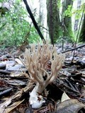 Ramaria violaceibrunnea image