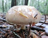 Lactarius californiensis image