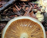 Lactarius californiensis image