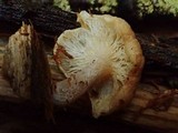 Ossicaulis lignatilis image