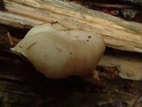 Ossicaulis lignatilis image