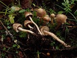 Inocybe flocculosa image