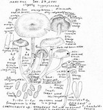 Cortinarius humboldtensis image