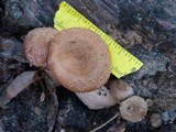Armillaria solidipes image