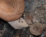 Armillaria solidipes image