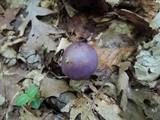 Cortinarius iodes image