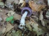 Cortinarius iodes image