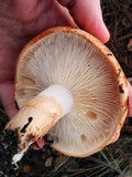 Tricholoma fracticum image