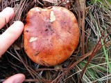 Tricholoma fracticum image