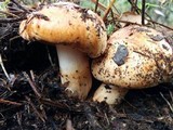 Tricholoma fracticum image