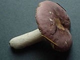 Russula murrillii image