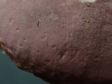 Russula murrillii image