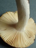 Russula murrillii image