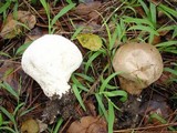 Lycoperdon molle image