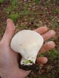 Lycoperdon molle image