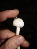 Hygrophorus eburneus image