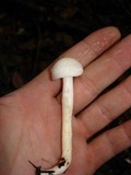 Hygrophorus eburneus image
