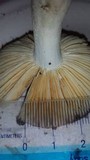 Russula flavisiccans image