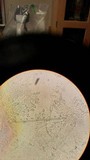 Russula flavisiccans image