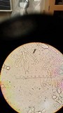 Russula flavisiccans image