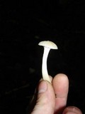 Hygrocybe russocoriacea image