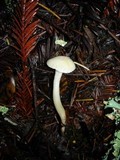 Hygrocybe russocoriacea image