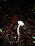 Hygrocybe russocoriacea image