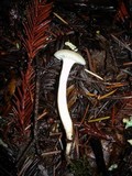 Hygrocybe russocoriacea image