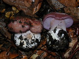Cortinarius calyptratus image