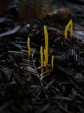 Clavulinopsis laeticolor image