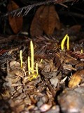 Clavulinopsis laeticolor image