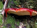 Fistulina hepatica image