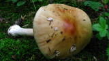 Amanita amerirubescens image