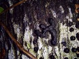 Camillea cyclops image